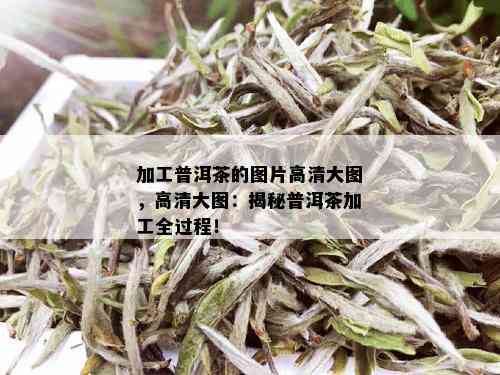 加工普洱茶的图片高清大图，高清大图：揭秘普洱茶加工全过程！