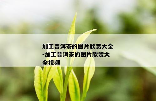 加工普洱茶的图片欣赏大全-加工普洱茶的图片欣赏大全视频