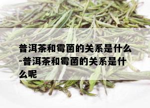 普洱茶和霉菌的关系是什么-普洱茶和霉菌的关系是什么呢