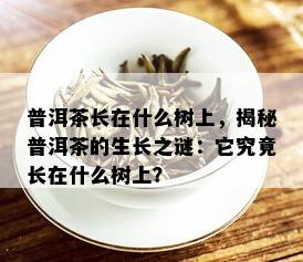 普洱茶长在什么树上，揭秘普洱茶的生长之谜：它究竟长在什么树上？