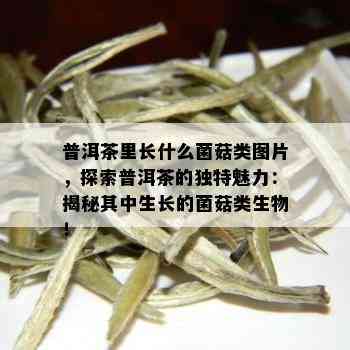 普洱茶里长什么菌菇类图片，探索普洱茶的独特魅力：揭秘其中生长的菌菇类生物！