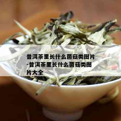 普洱茶里长什么菌菇类图片-普洱茶里长什么菌菇类图片大全