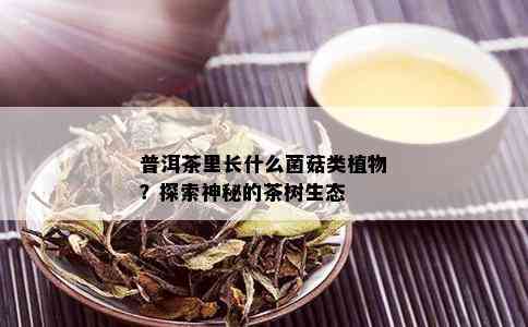 普洱茶里长什么菌菇类植物？探索神秘的茶树生态