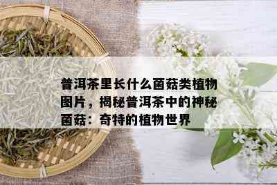 普洱茶里长什么菌菇类植物图片，揭秘普洱茶中的神秘菌菇：奇特的植物世界