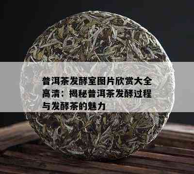 普洱茶发酵室图片欣赏大全高清：揭秘普洱茶发酵过程与发酵茶的魅力