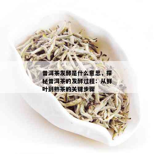 普洱茶发酵是什么意思，探秘普洱茶的发酵过程：从鲜叶到熟茶的关键步骤