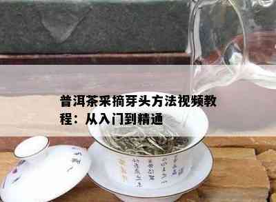 普洱茶采摘芽头方法视频教程：从入门到精通