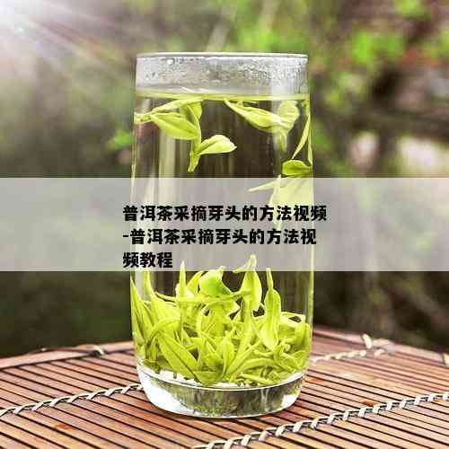 普洱茶采摘芽头的方法视频-普洱茶采摘芽头的方法视频教程