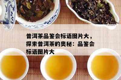 普洱茶品鉴会标语图片大，探索普洱茶的奥秘：品鉴会标语图片大