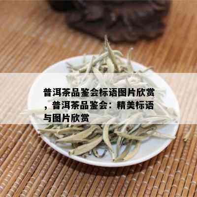 普洱茶品鉴会标语图片欣赏，普洱茶品鉴会：精美标语与图片欣赏