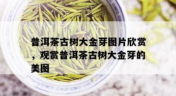 普洱茶古树大金芽图片欣赏，观赏普洱茶古树大金芽的美图