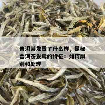 普洱茶发霉了什么样，探秘普洱茶发霉的特征：如何辨别和处理