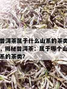 普洱茶属于什么山系的茶类，揭秘普洱茶：属于哪个山系的茶类？