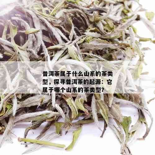 普洱茶属于什么山系的茶类型，探寻普洱茶的起源：它属于哪个山系的茶类型？