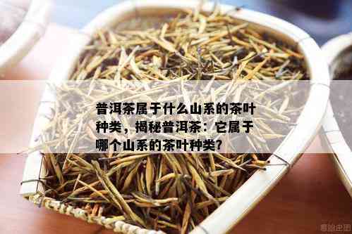 普洱茶属于什么山系的茶叶种类，揭秘普洱茶：它属于哪个山系的茶叶种类？