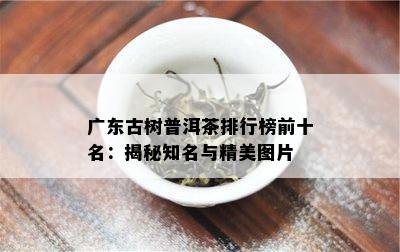 广东古树普洱茶排行榜前十名：揭秘知名与精美图片