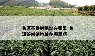 普洱茶供销地址在哪里-普洱茶供销地址在哪里啊