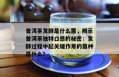 普洱茶发酵是什么菌，揭示普洱茶独特口感的秘密：发酵过程中起关键作用的菌种是什么？