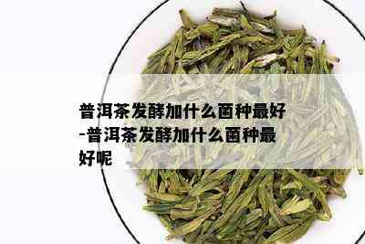 普洱茶发酵加什么菌种更好-普洱茶发酵加什么菌种更好呢