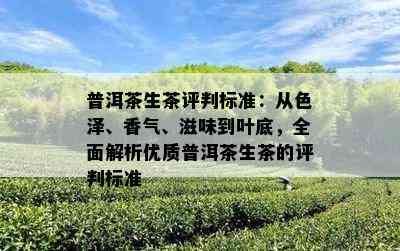 普洱茶生茶评判标准：从色泽、香气、滋味到叶底，全面解析优质普洱茶生茶的评判标准