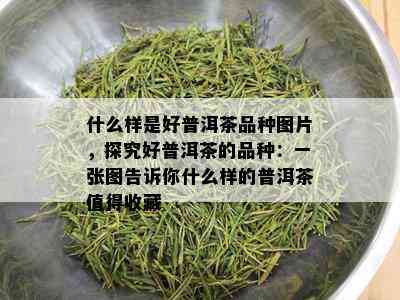 什么样是好普洱茶品种图片，探究好普洱茶的品种：一张图告诉你什么样的普洱茶值得收藏