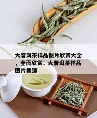 大普洱茶样品图片欣赏大全，全面欣赏：大普洱茶样品图片集锦