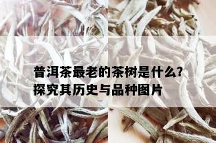 普洱茶最老的茶树是什么？探究其历史与品种图片