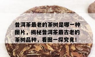 普洱茶最老的茶树是哪一种图片，揭秘普洱茶最古老的茶树品种，看图一探究竟！