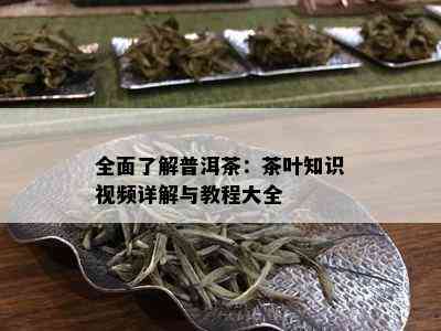 全面了解普洱茶：茶叶知识视频详解与教程大全