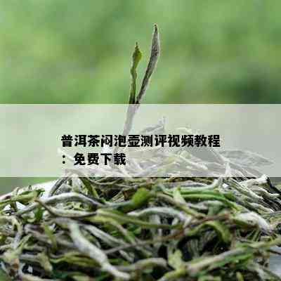 普洱茶闷泡壶测评视频教程：免费下载