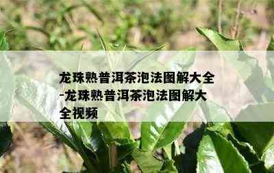 龙珠熟普洱茶泡法图解大全-龙珠熟普洱茶泡法图解大全视频