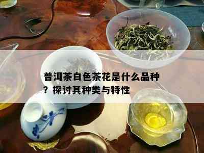 普洱茶白色茶花是什么品种？探讨其种类与特性