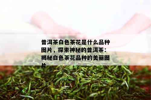 普洱茶白色茶花是什么品种图片，探索神秘的普洱茶：揭秘白色茶花品种的美丽图片