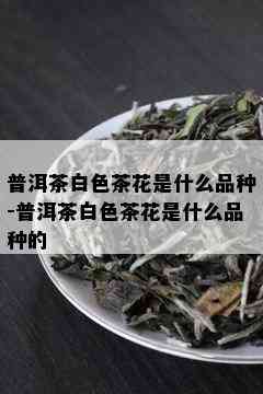 普洱茶白色茶花是什么品种-普洱茶白色茶花是什么品种的