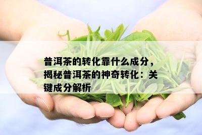 普洱茶的转化靠什么成分，揭秘普洱茶的神奇转化：关键成分解析