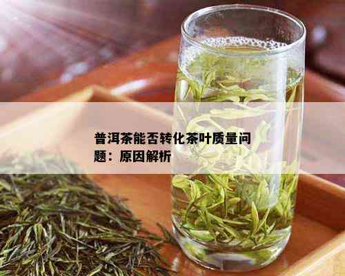 普洱茶能否转化茶叶质量问题：原因解析