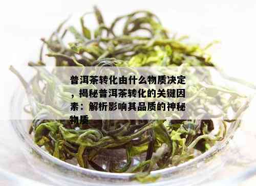 普洱茶转化由什么物质决定，揭秘普洱茶转化的关键因素：解析影响其品质的神秘物质