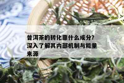 普洱茶的转化靠什么成分？深入了解其内部机制与能量来源