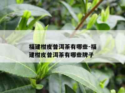 福建柑皮普洱茶有哪些-福建柑皮普洱茶有哪些牌子