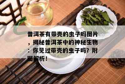 普洱茶有带壳的虫子吗图片，揭秘普洱茶中的神秘生物：你见过带壳的虫子吗？附图解析！