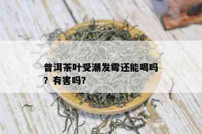 普洱茶叶受潮发霉还能喝吗？有害吗？