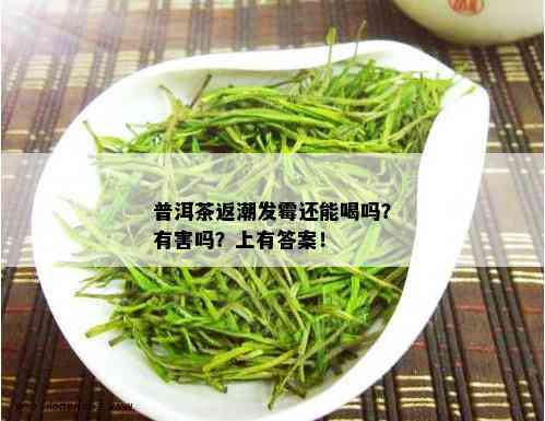 普洱茶返潮发霉还能喝吗？有害吗？上有答案！