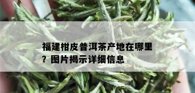 福建柑皮普洱茶产地在哪里？图片揭示详细信息