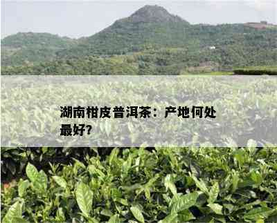 湖南柑皮普洱茶：产地何处更好？