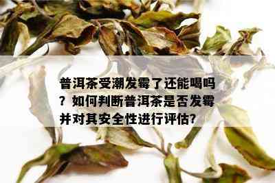 普洱茶受潮发霉了还能喝吗？如何判断普洱茶是否发霉并对其安全性进行评估？