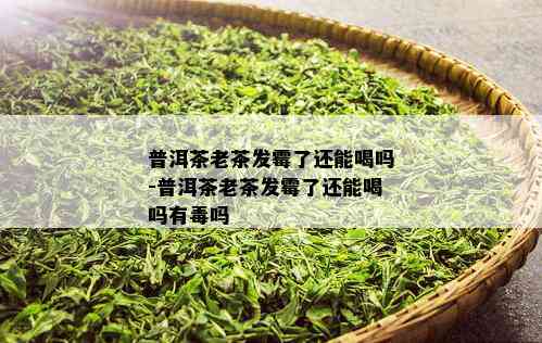 普洱茶老茶发霉了还能喝吗-普洱茶老茶发霉了还能喝吗有吗