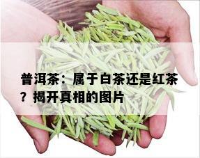 普洱茶：属于白茶还是红茶？揭开真相的图片