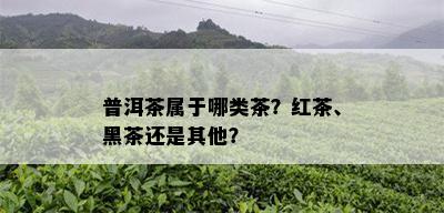 普洱茶属于哪类茶？红茶、黑茶还是其他？