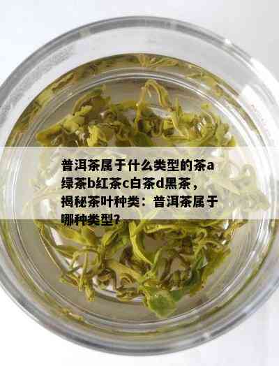 普洱茶属于什么类型的茶a绿茶b红茶c白茶d黑茶，揭秘茶叶种类：普洱茶属于哪种类型？