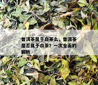 普洱茶属于白茶么，普洱茶是否属于白茶？一次全面的解析